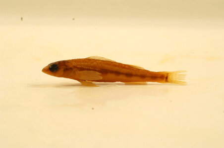 Percina maculata-1