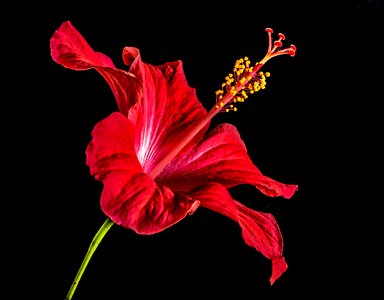 Flower red marshmallow photo