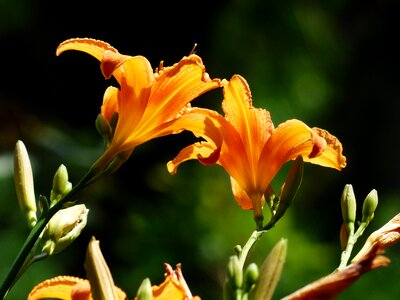 Hemerocallis fulva brown red daylily web wardens daylily