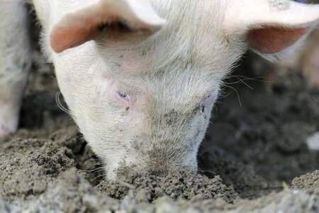 Livestock happy pig farm photo