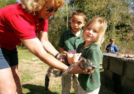 Alligator female child little photo