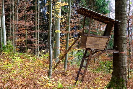 Autumn fall leaves perch