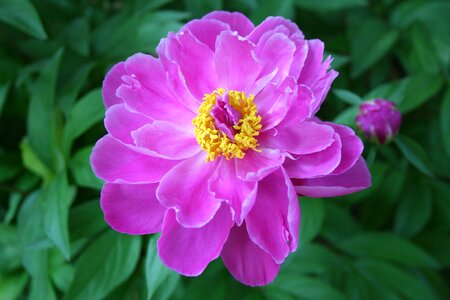 Flower pink floral photo
