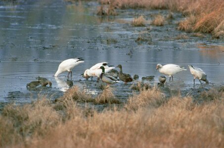 Ducks geese pond photo