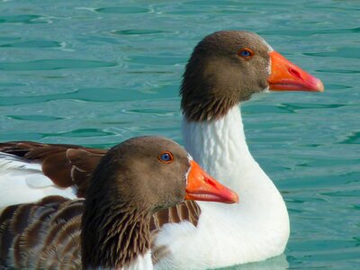 Water swim bird