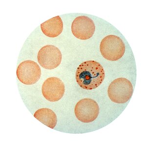 Plasmodium stage trophozoite