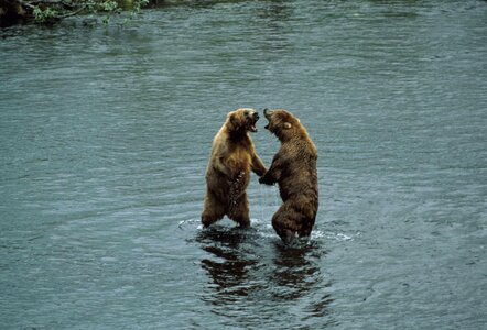 Bears brown standing