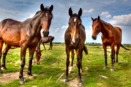 Pasture nature animals photo