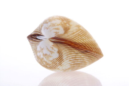 Seashell photo