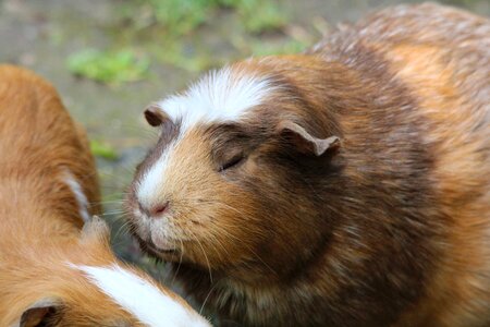 Rodents cute animal