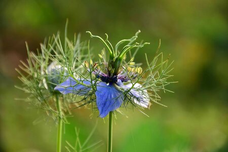 Beautiful Flowers beautiful photo blooming