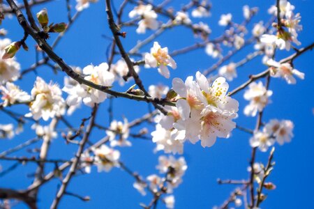 Spring tree flower photo