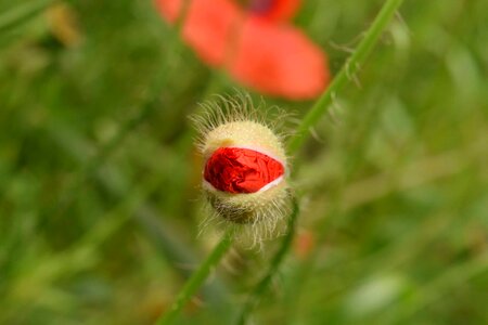 Beautiful Flowers blooming blossom photo