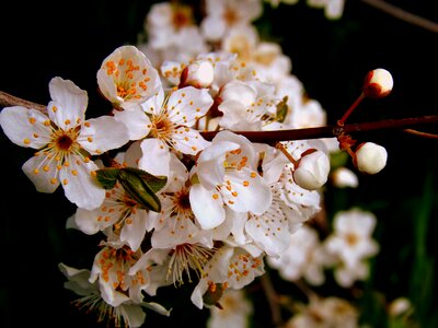 Flower white spring casey