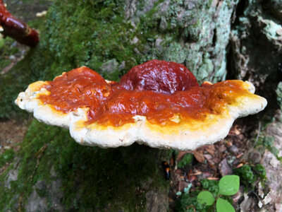 Fungi on a tree photo