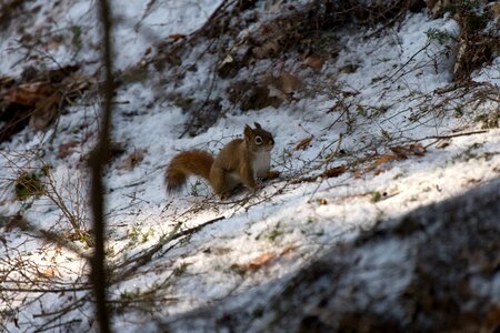 Animal brown cold photo