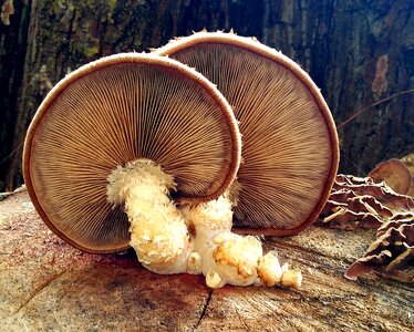 Screen fungus autumn forest photo