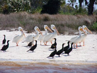 Pelican wildlife phalacrocorax photo