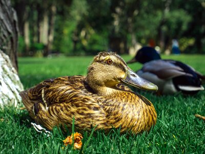 Aquatic Bird beak beautiful photo