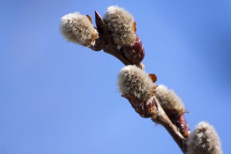 Palm willow kitten willow plant