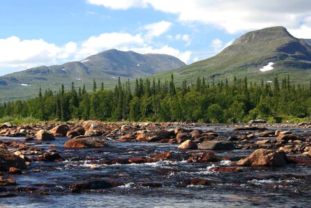 Getryggen summer forest