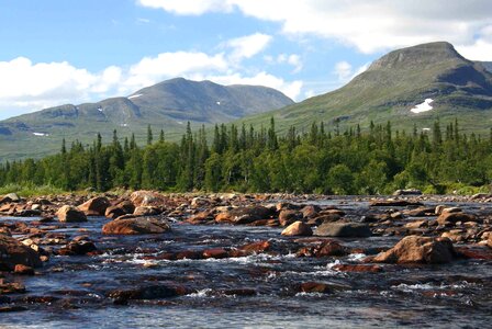 Getryggen summer forest photo