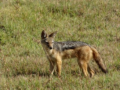 Jackal savannah hunting