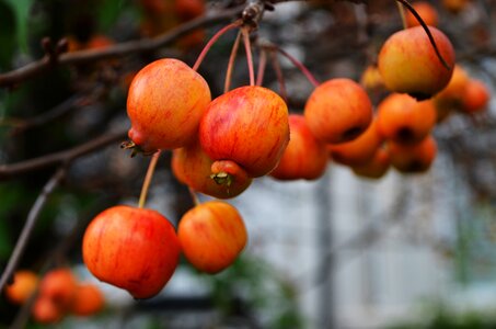 Bunch crop food photo