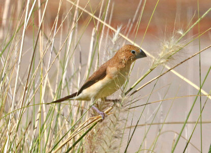 African Silverbill