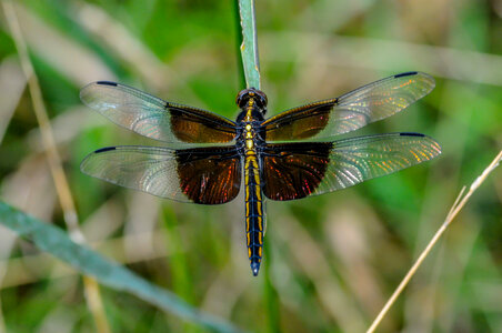 Female widow skimmer on blade of grass