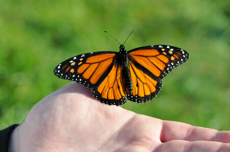 Monarch butterfly rests on finger photo