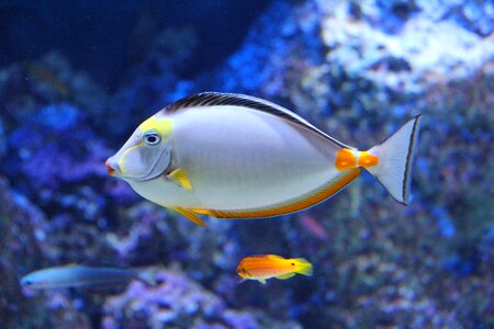 Fish colorful ocean aquarium