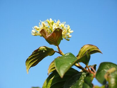 White leaves dogwood photo