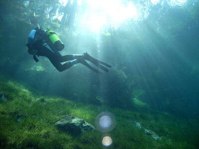 Forest meadow float