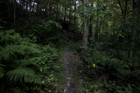 Hiking Trail Up the Hill at Rocky Arbor State Park photo