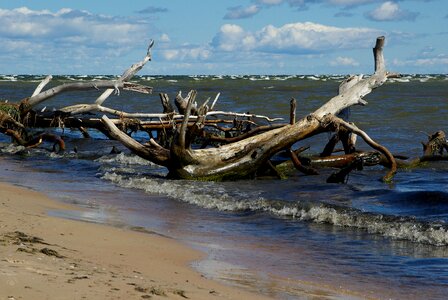 Driftwood waves deadwood