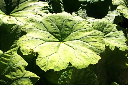 Giant leaf green leaves