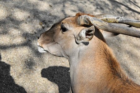 Animal antelope big horn photo