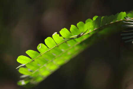 Weeds Closeup Ferns photo