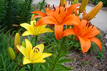 Wildflowers plants natural
