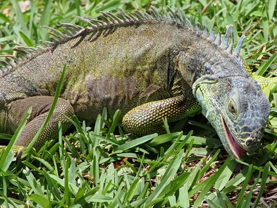 Feeding wild dragon