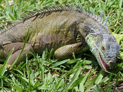 Feeding wild dragon photo