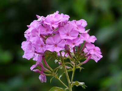 Flame flower phlox ornamental shrub photo