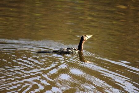 Duck Swimming Lake photo