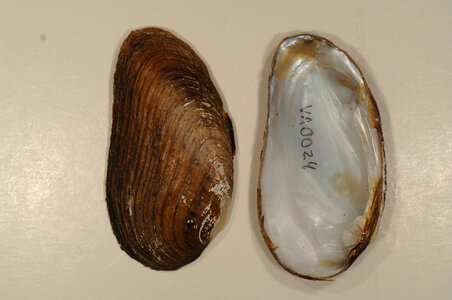 Ptychobranchus fasciolaris-1