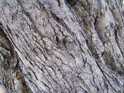 Bark tree olive tree photo