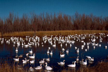 Snow Geese Bosque Del Apache National Wildlife Refuge photo