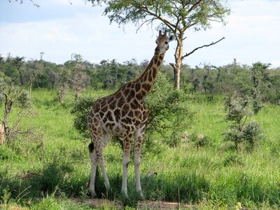 Wildlife mammal wild
