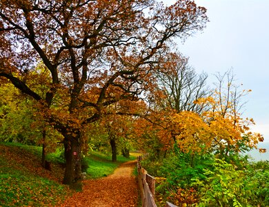 Autumn leaves forest