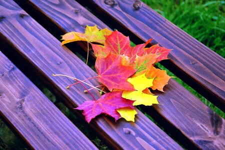 Autumn bench colorful